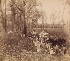 12 O'clock in the Deadening, ca. 1891. Creator: John Horgan.