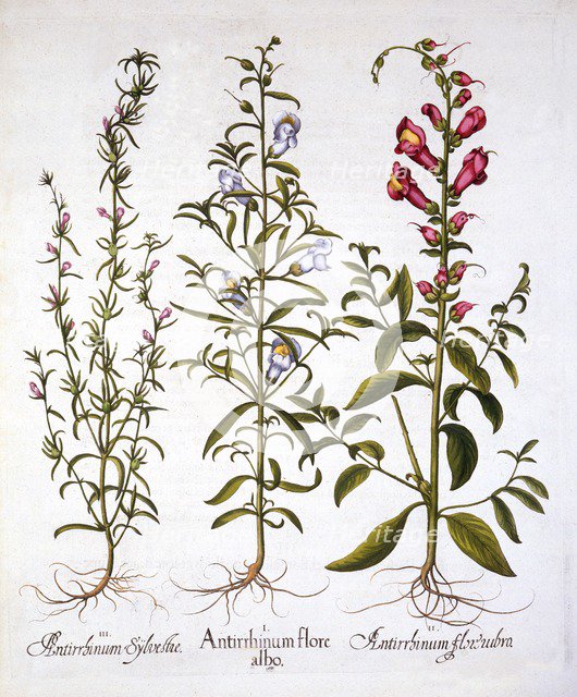 Snapdragons or Antirrhinums, from 'Hortus Eystettensis', by Basil Besler (1561-1629), pub. 1613 (han