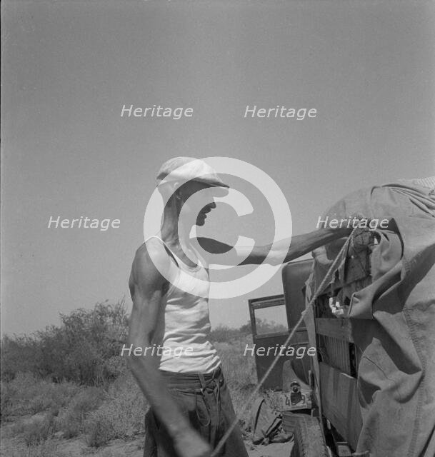 Tubercular father of a family of nine who are stranded in New Mexico with no money, 1936. Creator: Dorothea Lange.