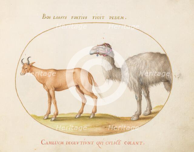 Animalia Qvadrvpedia et Reptilia (Terra): Plate V, c. 1575/1580. Creator: Joris Hoefnagel.