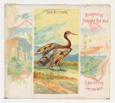 Sun Bittern, from Birds of the Tropics series (N38) for Allen & Ginter Cigarettes, 1889. Creator: Allen & Ginter.