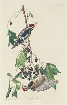 Yellow-bellied Woodpecker, 1834. Creator: Robert Havell.