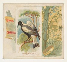 Piping Crow-shrike, from the Song Birds of the World series (N42) for Allen & Ginter Cigar..., 1890. Creator: Allen & Ginter.