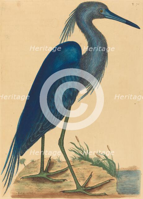 The Blue Heron (Ardea coerulea), published 1731-1743. Creator: Mark Catesby.