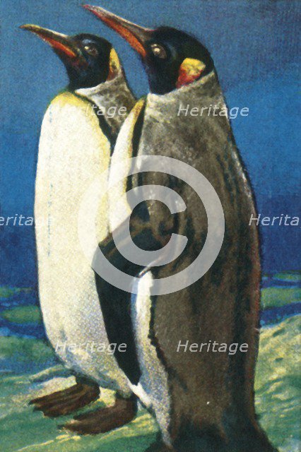 King penguins, c1928. Creator: Unknown.