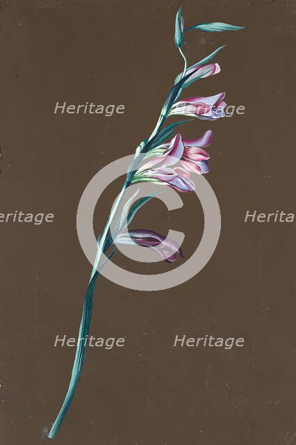 Lily, undated. (c1860s) Creator: Anton Hartinger.