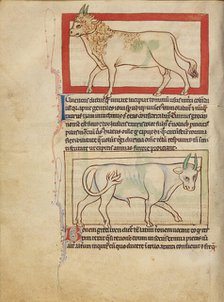 A Bull; An Ox; Northumberland Bestiary, about 1250-1260. Creator: Unknown.