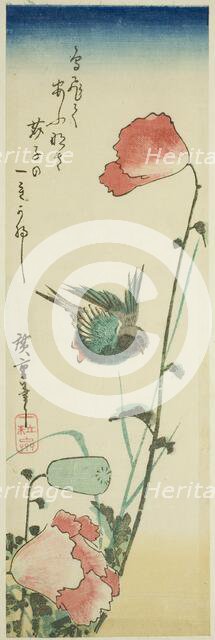 Swallow and poppies, c. 1830s. Creator: Ando Hiroshige.