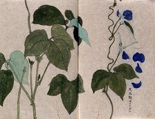 A bean plant, possibly a Phaseolus species: flowering and leafy stems with separate leaf and petals. Creator: Unknown.