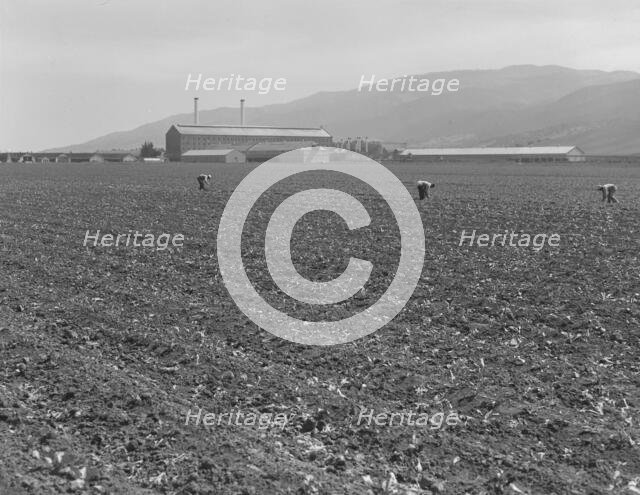 Spreckels sugar factory and sugar beet field, Monterey County, California, 1939. Creator: Dorothea Lange.