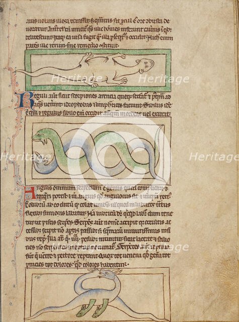 A Basilisk; Snakes; Vipers; Northumberland Bestiary, about 1250-1260. Creator: Unknown.
