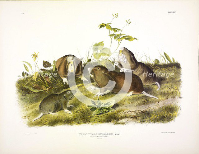 Canada Pouched Rat, Pseudostoma Bursarius, 1845.