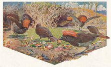 'Gardener Bower Birds', 1911, (1911). Artist: Louis Fairfax Muckley.