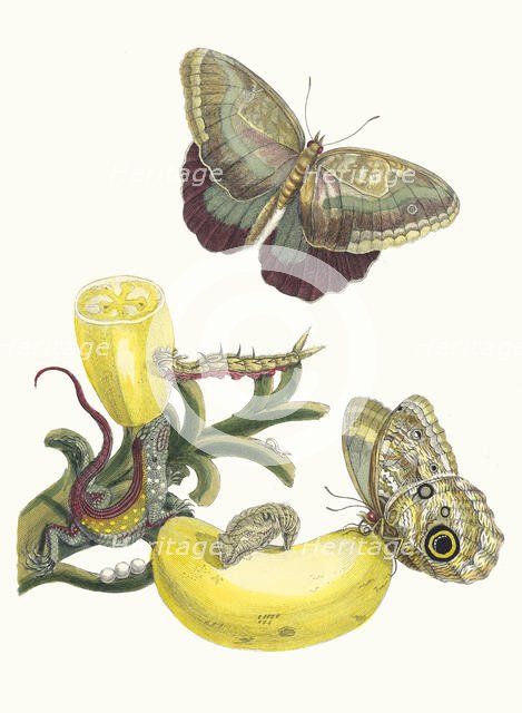 Baccores. From the Book Metamorphosis insectorum Surinamensium, 1705. Creator: Merian, Maria Sibylla (1647-1717).
