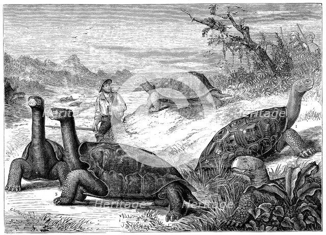 Giant Land Tortoises of the Galapagos Islands, 1884. Artist: Unknown