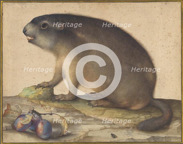 A Marmot with a Branch of Plums, 1605. Creator: Jacopo Ligozzi.