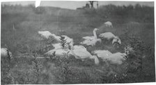 Geese at the Site of "Mending the Net," Gloucester, N.J., 1881. Creator: Thomas Eakins.