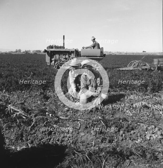 Large scale agriculture, near Meloland, Imperial Valley, 1939. Creator: Dorothea Lange.