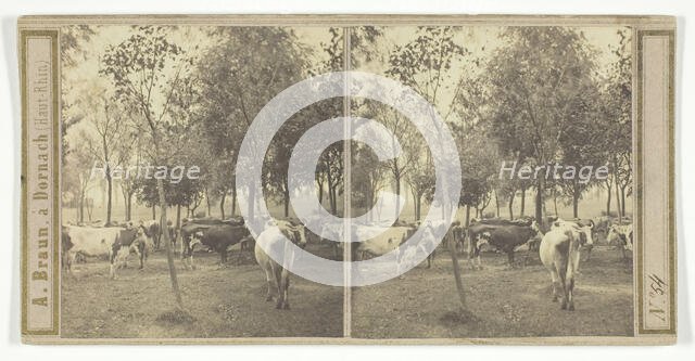 Untitled [cows], 1850/77.  Creator: Adolphe Braun.