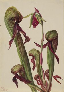 California Pitcherplant (Chrysamphora californica), 1924. Creator: Mary Vaux Walcott.