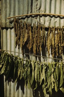Tobacco string in the tobacco barn? vicinity of Barranquitas? Puerto Rico, 1942. Creator: Jack Delano.