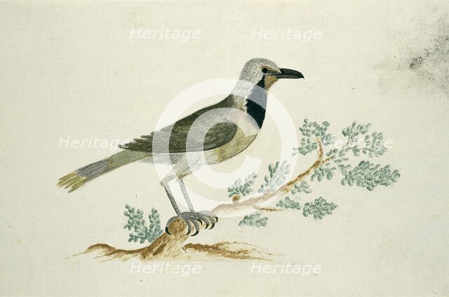 Telephorus zeylonus (Bokmakierie), c.1778. Creator: Robert Jacob Gordon.