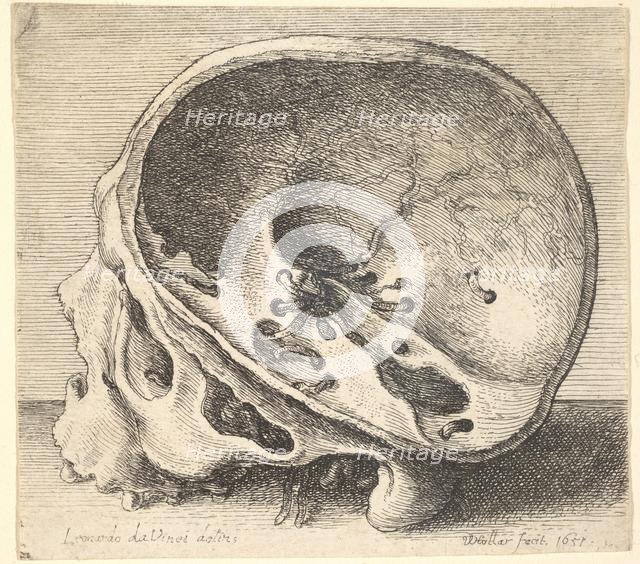 Sectioned skull in profile to left with the left side of the cranium removed, 1651. Creator: Wenceslaus Hollar.