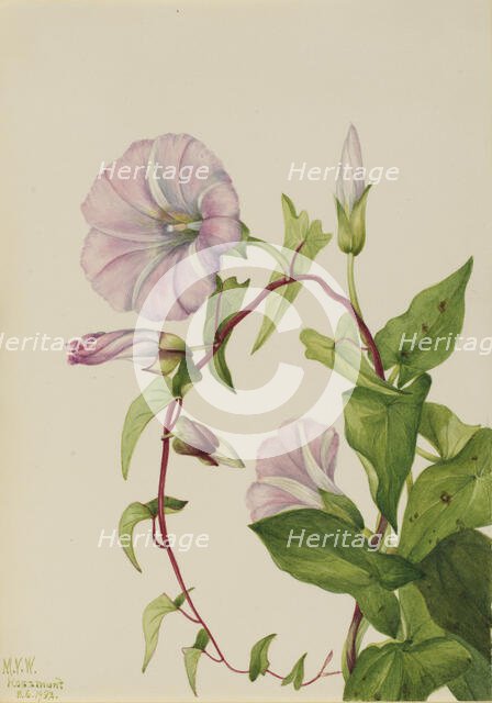 Hedge Bindweed (Calystegia (Convolvulus) sepium), 1932. Creator: Mary Vaux Walcott.