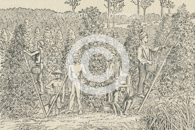 'Pepper Plantation', 1924. Artist: Unknown.