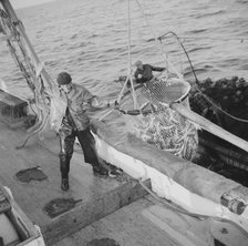 Franasco Parisi, youngest member of the Alden's crew, motioning for the skipper to hoist.., 1943. Creator: Gordon Parks.