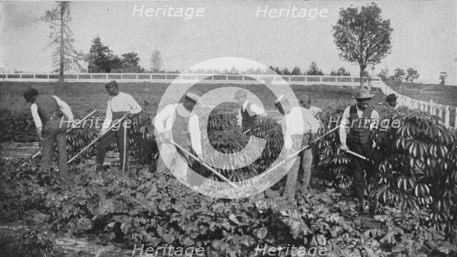 Cultivating a patch of cassava on the agricultural experiment plot, 1904. Creator: Frances Benjamin Johnston.