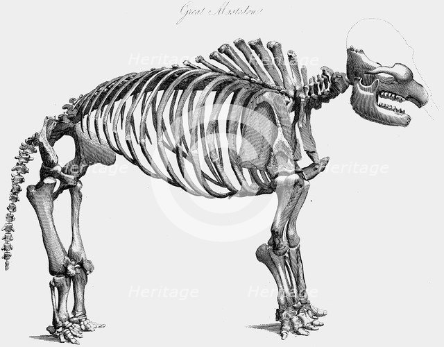 Giant mastodon skeleton, 1830. Artist: Unknown