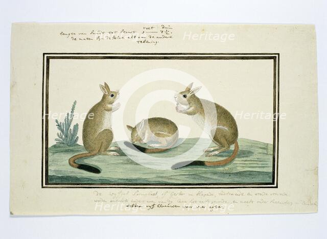 Pedetes cafer (South African springhare), 1778-1779. Creator: Robert Jacob Gordon.