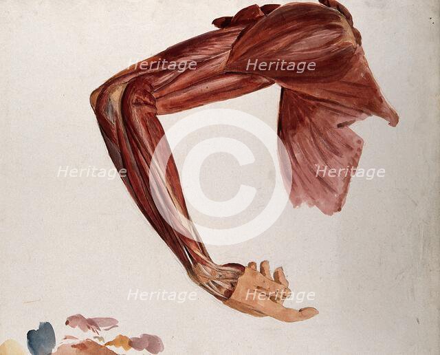 Dissection showing the muscles of the arm and shoulder, front view, with elbow and wrist... (1833?). Creator: Johann Conrad Zeller.