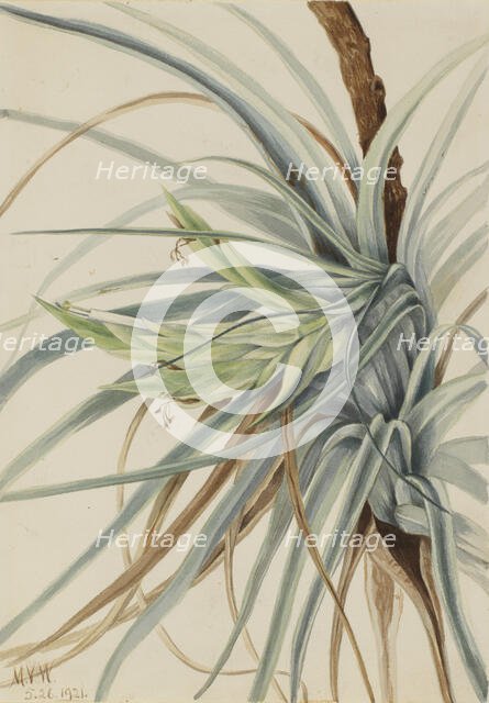 Wild Pineapple (Tillandsia fasciculata), 1921. Creator: Mary Vaux Walcott.