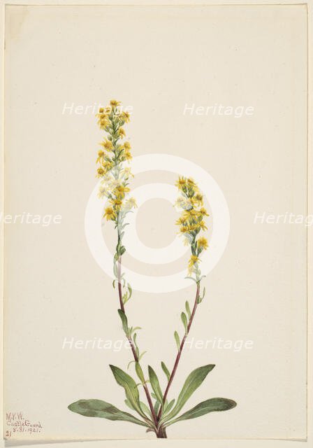 Mountain Goldenrod (Solidago oreophila), 1921. Creator: Mary Vaux Walcott.