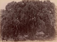 Waringin, (Banyan), 1860s-70s. Creator: Unknown.