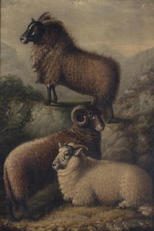 Three Welsh Sheep, 1835. Creator: William Shiels.