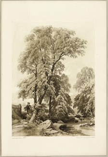 Elm and Birch, from The Park and the Forest, 1841. Creator: James Duffield Harding.