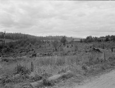 Another stump farm near Arnold place, Michigan Hill, Thurston County, Western Washington, 1939. Creator: Dorothea Lange.