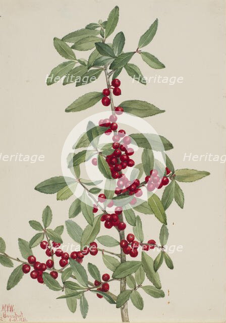 Yaupon (Ilex vomitoria), 1926. Creator: Mary Vaux Walcott.