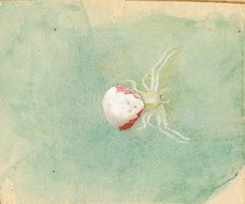 Porcelain-White Spider, late 19th-early 20th century. Creator: Emma Beach Thayer.