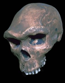 Skull of Homo Sapiens. Artist: Unknown