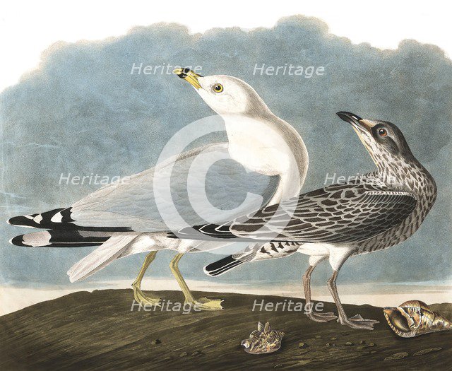 Ring-Billed Gull, Larus Delawarensis, 1845.