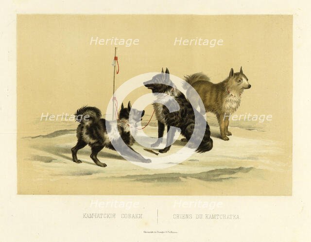 Kamchatka Dogs, 1856. Creator: Ivan Dem'ianovich Bulychev.