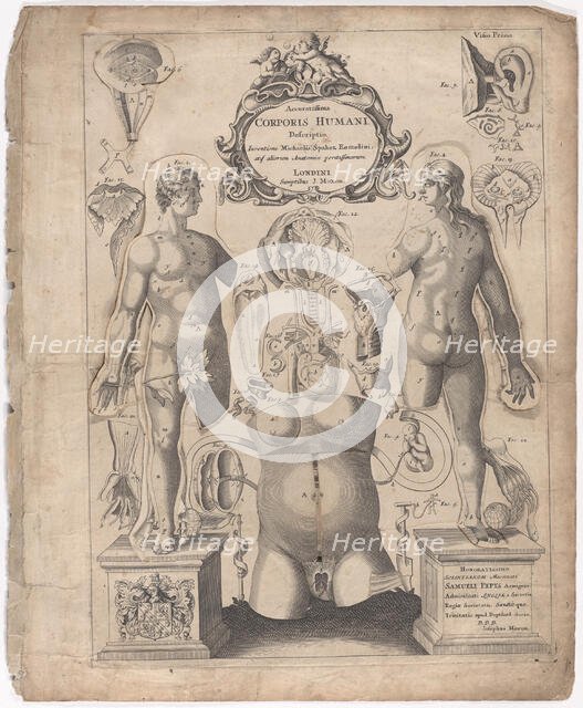 A Survey of the Microcosme or the Anatomie of the Bodies of Man and Woman wherein the Skin..., 1675. Creator: Johann Remmelin.