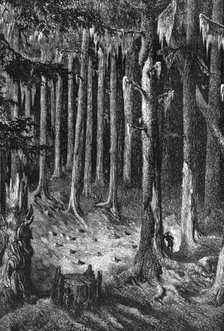 Yosemite National Park, USA, c1875. Artist: Unknown