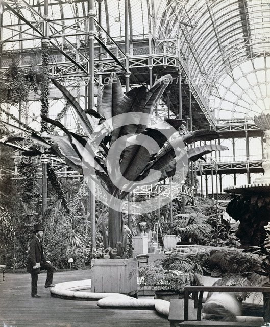 Tropical plants in the Egyptian Room, Crystal Palace, Sydenham, London, 1854. Artist: Philip Henry Delamotte