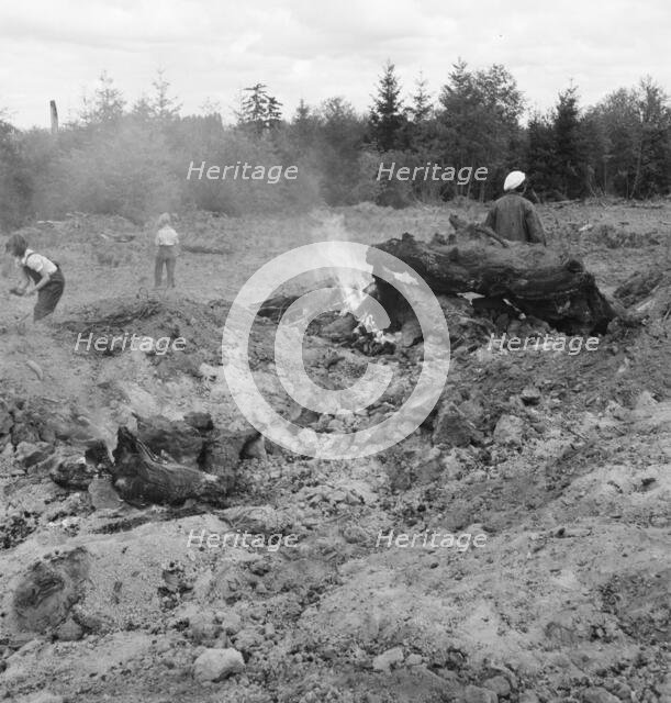 Possibly: After bulldozer has taken out and piled the heavy..., Michigan Hill, Thurston County, 1939 Creator: Dorothea Lange.