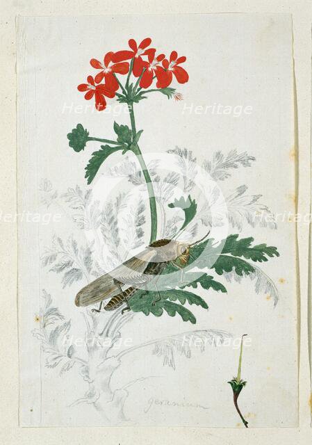 Pelargonium fulgidum L'Hérit, with a Gryllida (cricket), 1777-1786. Creator: Robert Jacob Gordon.